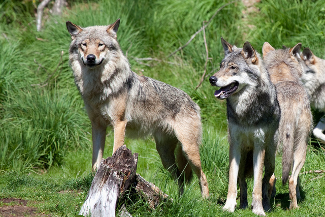 Log Four: Dublin Ireland