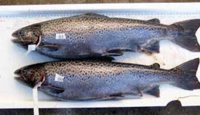 Sea food outbreak in New York