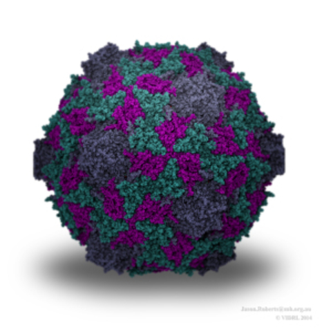 outbreak of enterovirus