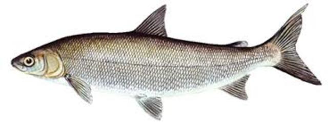 Whitefish