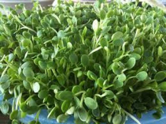 Raw Clover Sprouts