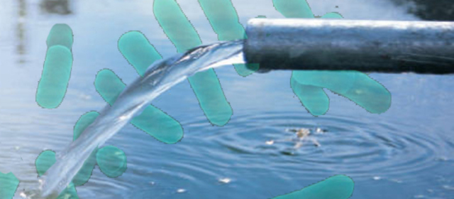 E. coli in Water
