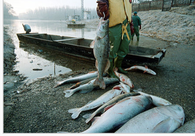 Baia Mare Cyanide Spill