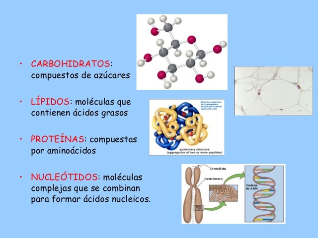 DETALLES DEL METABOLISMO