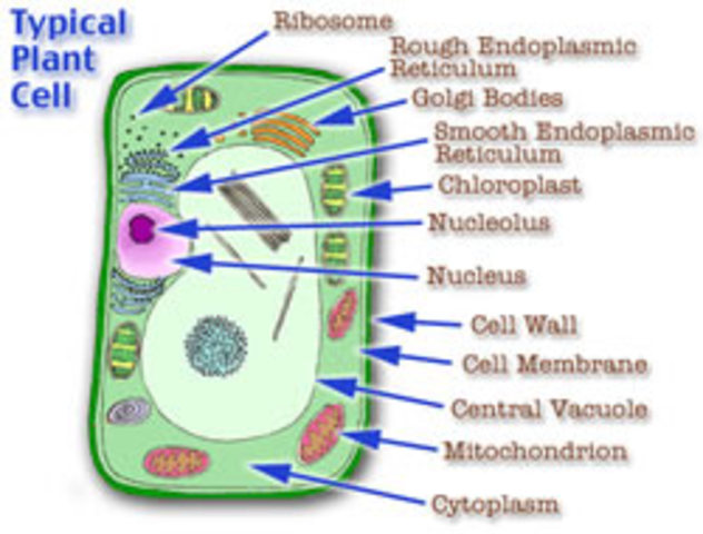 Cell Nucleus