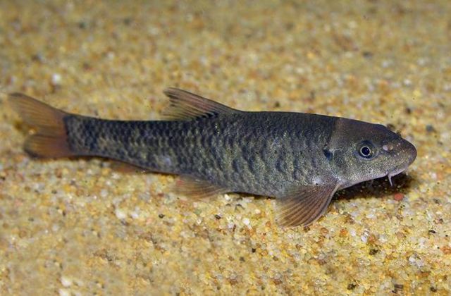 Goa city port stop four