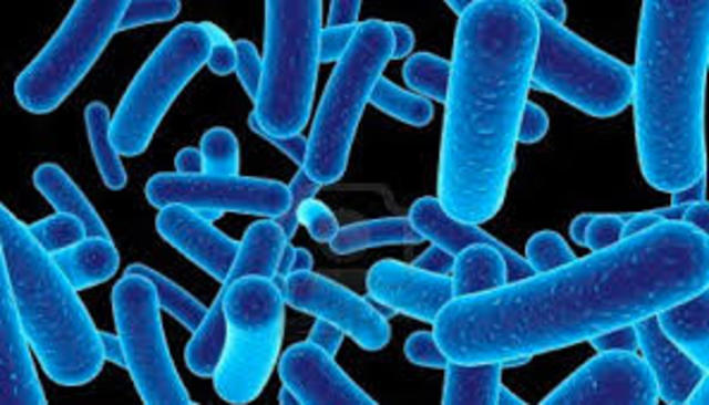 Anton van Leeuwenhoek