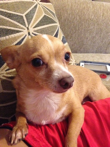 Recibi mi mejor macota