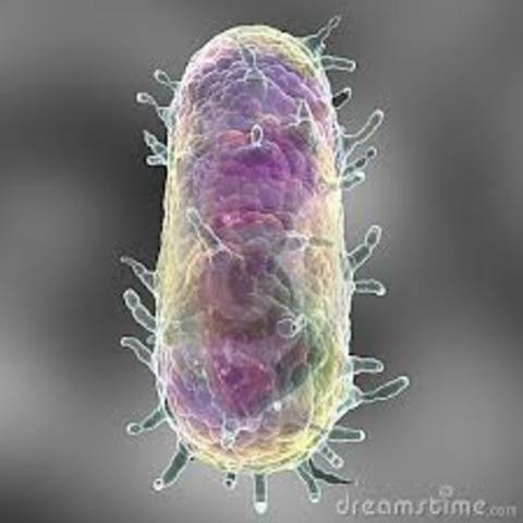 Learning About the Plague