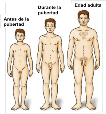 cambios hormonales en los hombres