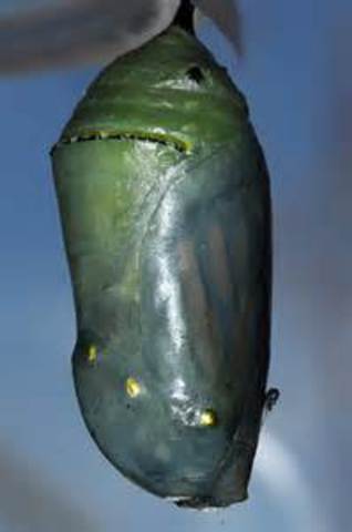 Oliver's Wings Begin to Appear