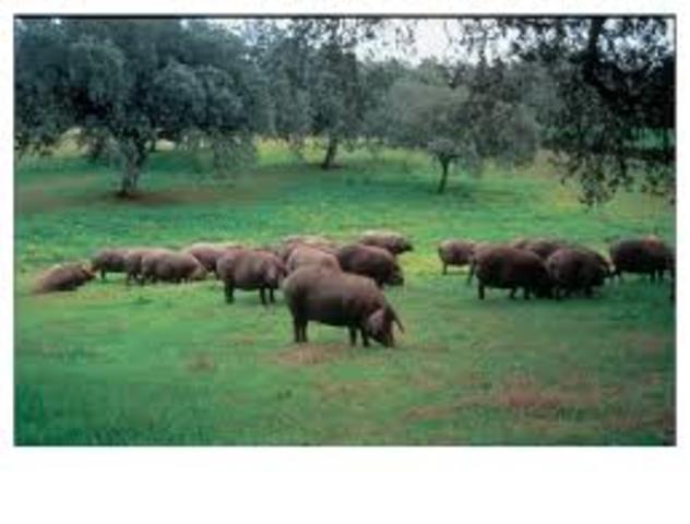 LOS CERDOS FUERON PASTOREADOS