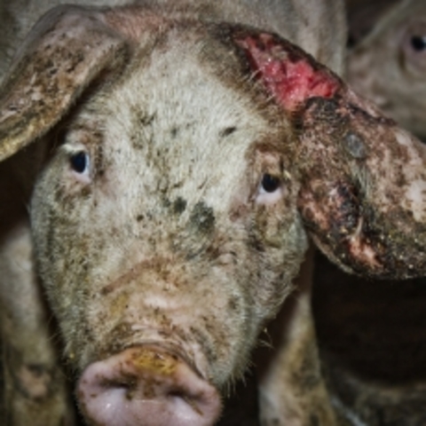 LOS PRIMEROS PORCINOS EN MALAS CONDICIONES.