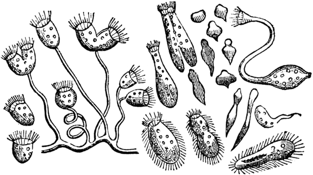 Anton van Leeuwenhoek