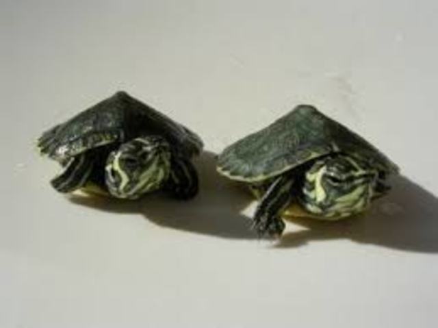 Tuve mis primeras mascotas