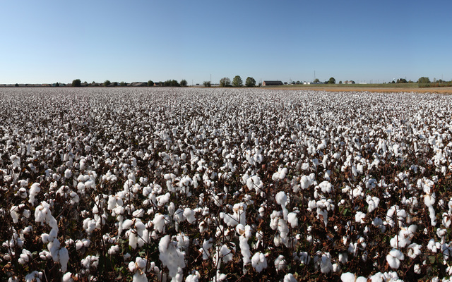 Cotton Production/Slave Prices Increase
