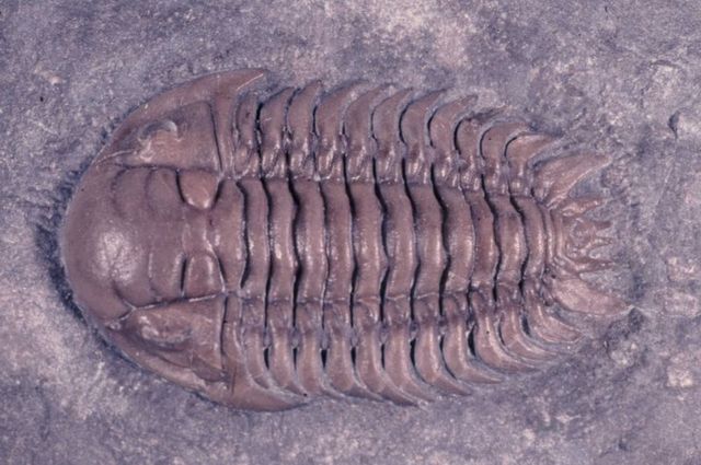 Ordovician 485 MYA -440 MYA