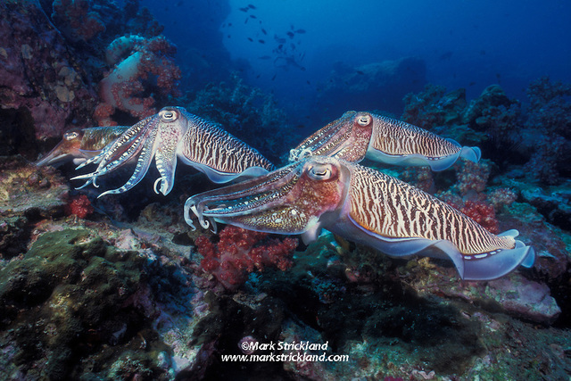 Ordovician Period 485 - 440 Mya