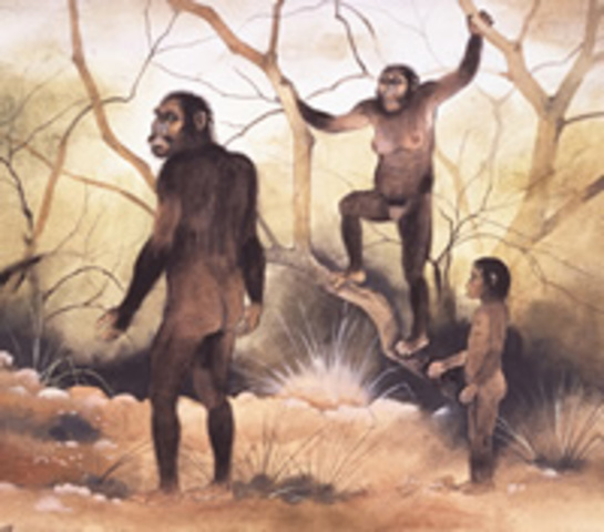 Tertiary  65.5mya-2.6mya