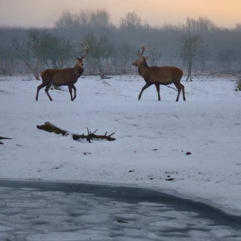 The blinding snowstorm