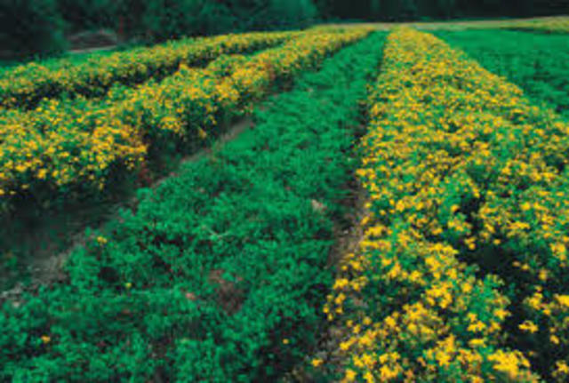 Agriculture in the South