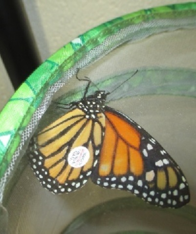 Oliver's a Butterfly!  We set him free.