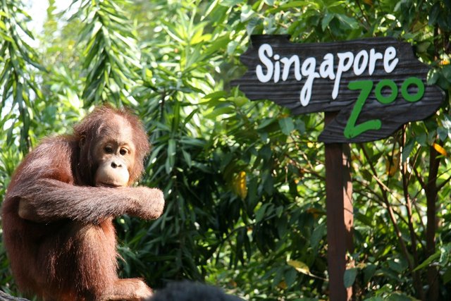 Singapore Zoo