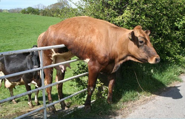 Louis attempts escape