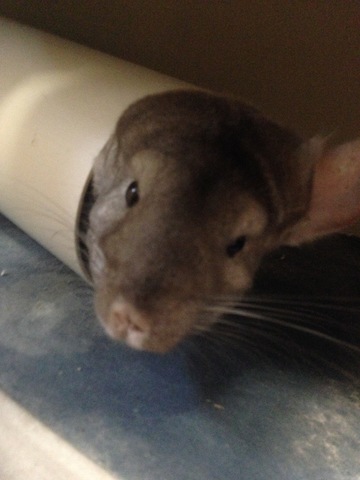 Recibí una Chinchilla para mi cumpleaños