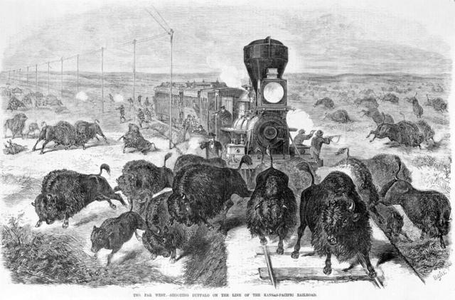 The Destruction of the Buffalo