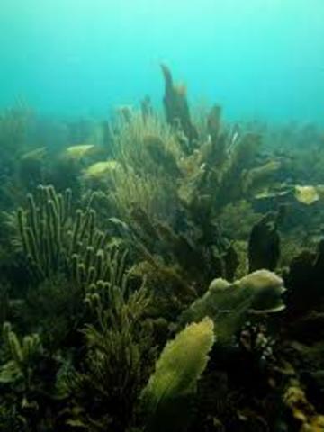 Reglamento para prestacion del Serv Tur del Buceo