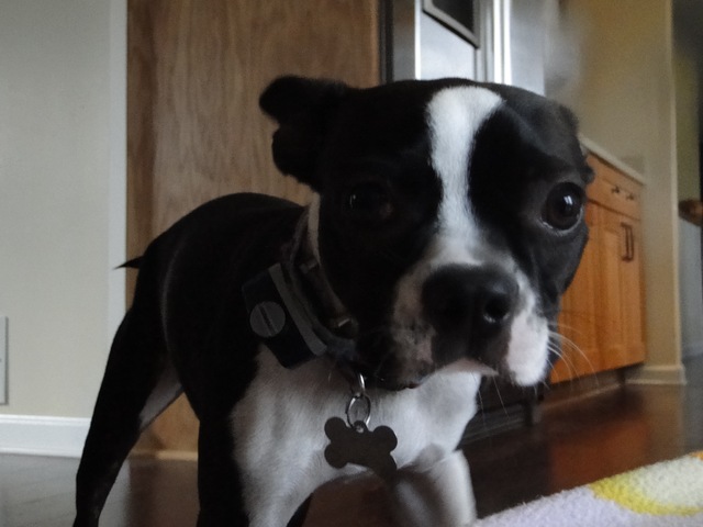 El cumpleaños de Luna