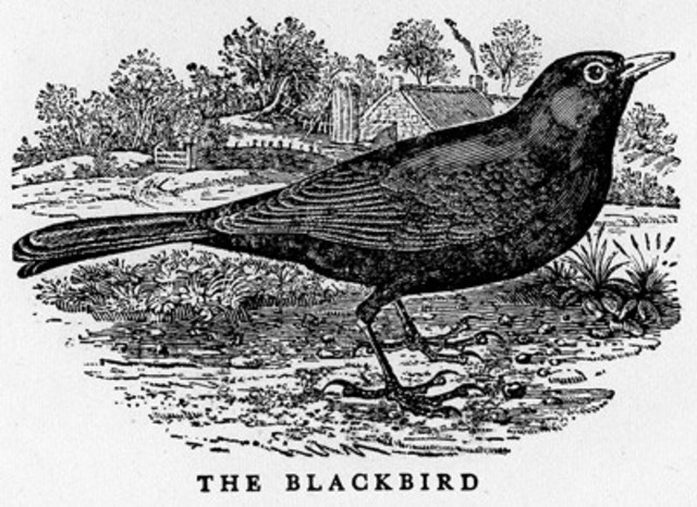 Thomas BEWICK