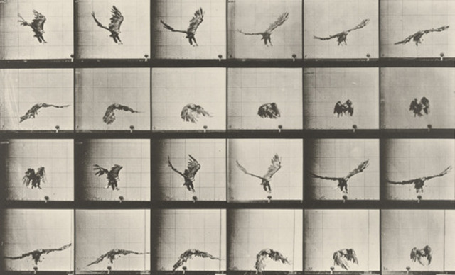 Eadweard J. Muybridge