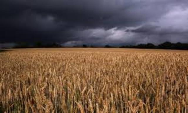 Price of Grain Doubles Due to Bad Weather