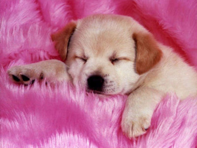 vida de mi perrita candy