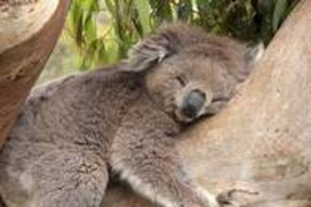 Koala appears innocent and docile