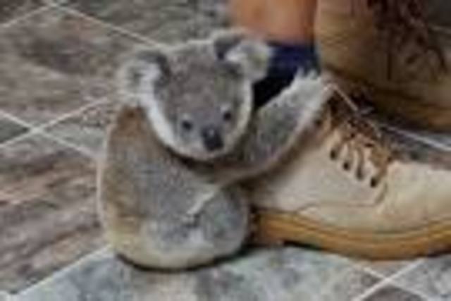 Baby koala charms humans