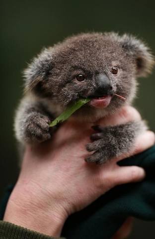 Baby koala is born