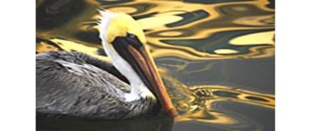 Pelican Island, Florida, named first national wildlife refuge