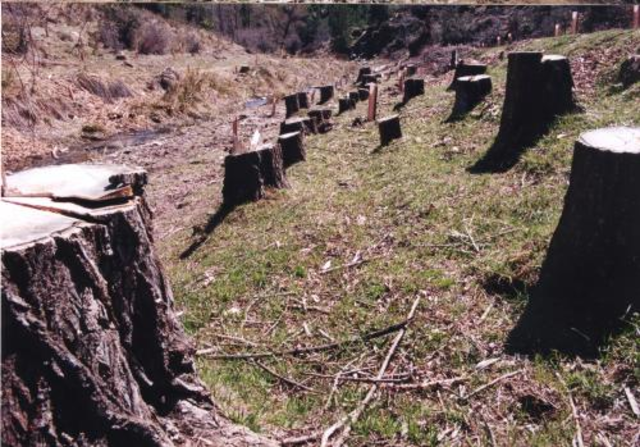 Se acaban los bosques de caucho cercanos a Cartagena