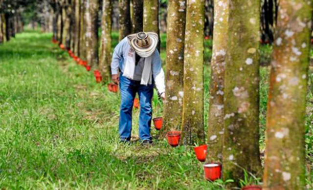 La explotación del caucho se dirigía hacia