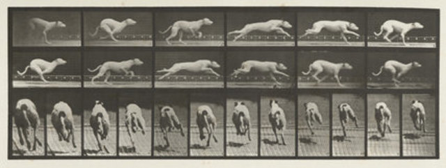 Sequential Photography by Eadward Muybridge