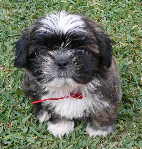 Llegó Pepper a mi casa