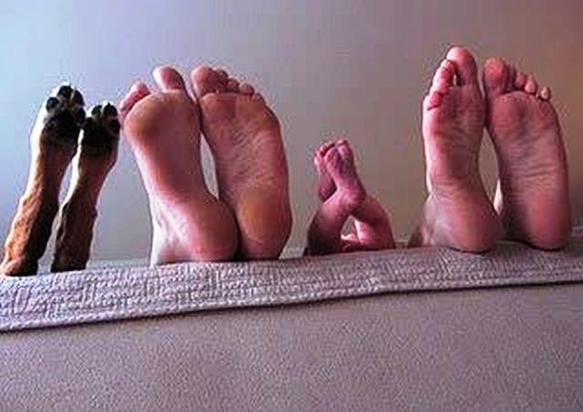 ESTUDIO SOBRE EL VALOR TERAPEÚTICO DEL PERRO EN LA FAMILIA