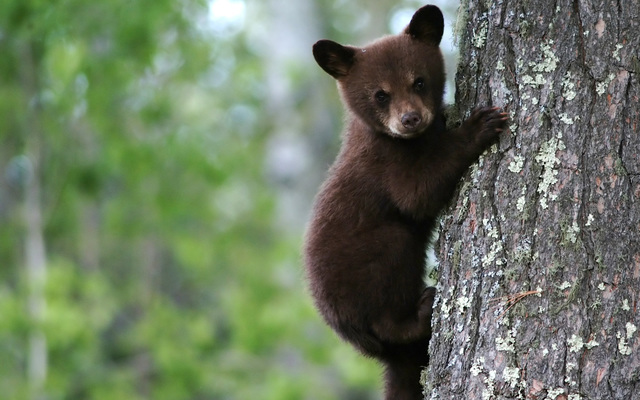 Bear Cub Incident