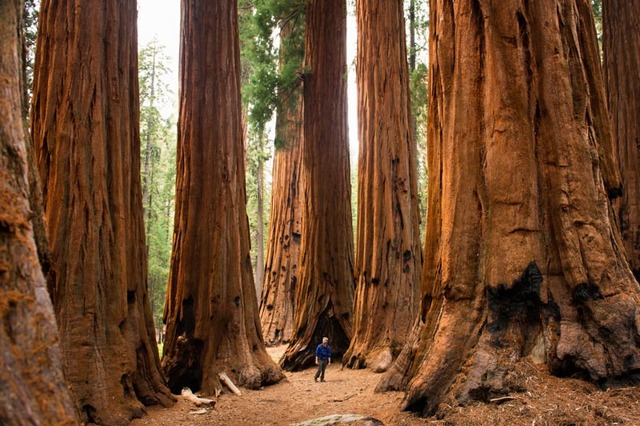Yosemite plus Sequoia National Park founded