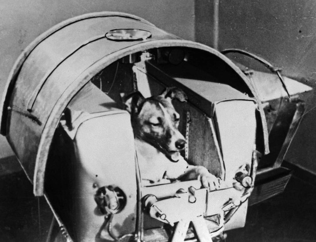 First animal launched into orbit