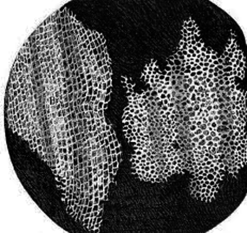 Discovery and Naming of the Cell