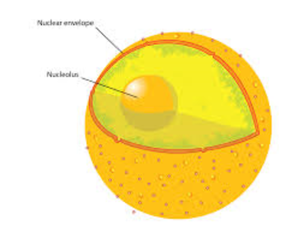 Cell Nucleus